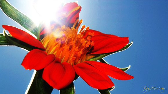 Mexican Sunflower