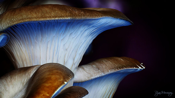 Shrooms