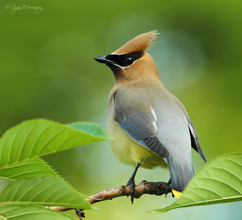 Cedar Waxwing