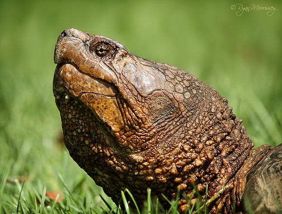 American Snapping Turtle