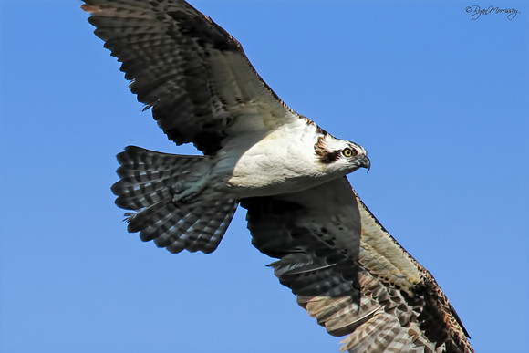 Osprey