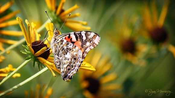 Painted Lady Bitterfly