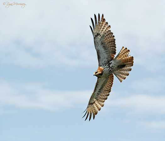 Soaring Red Tailed Hawk