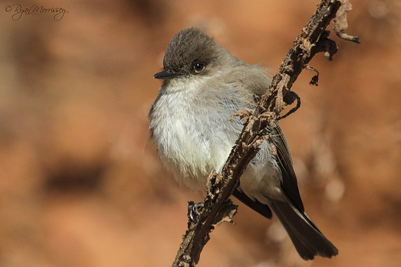Eastern Phoebe