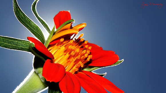 Mexican Sunflower