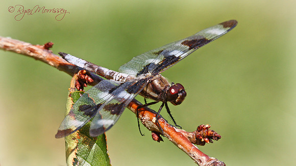12 Spotted Skimmer Dragonfly