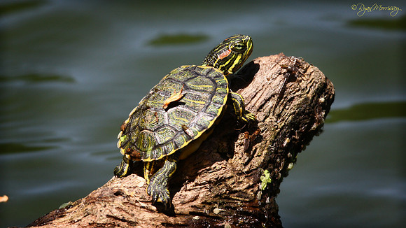 Baby Red eared Slider