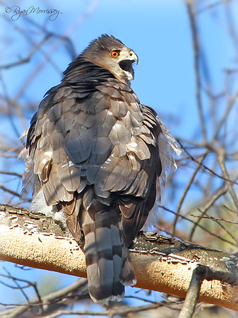 Angry Coopers Hawk