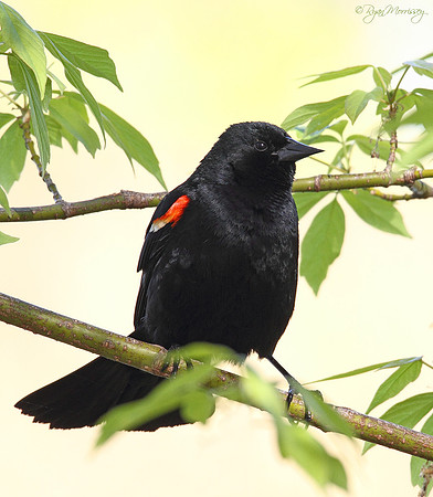 Red Winged Blackbird