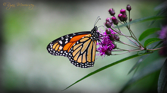 The King - Monarch Butterfly