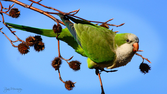 Monk Parakeet