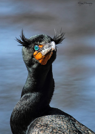 Double Crested Cormorant