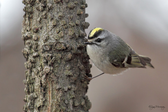 Golden Crowned Kinglet