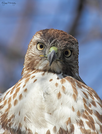 I see you
