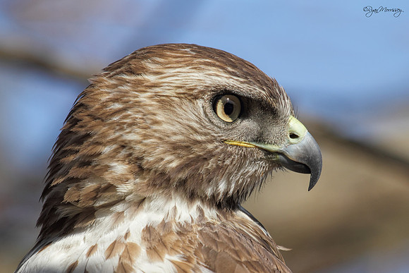 Profile of a Predator