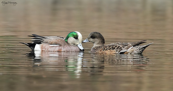 Wigeon Couple