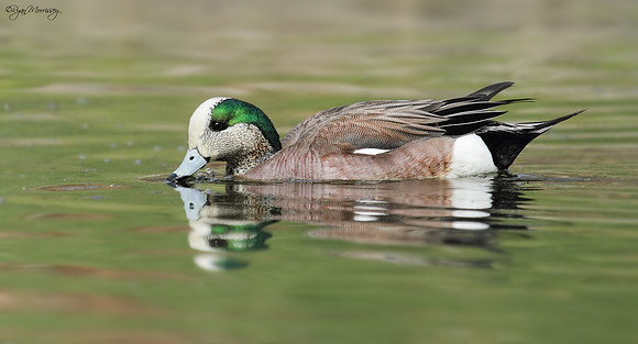 American Wigeon, Drake
