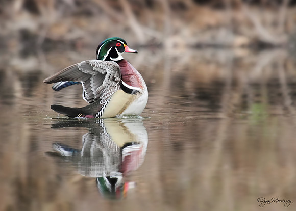 Wood Duck, Drake