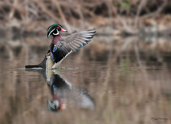 Wood Duck, Drake displaying