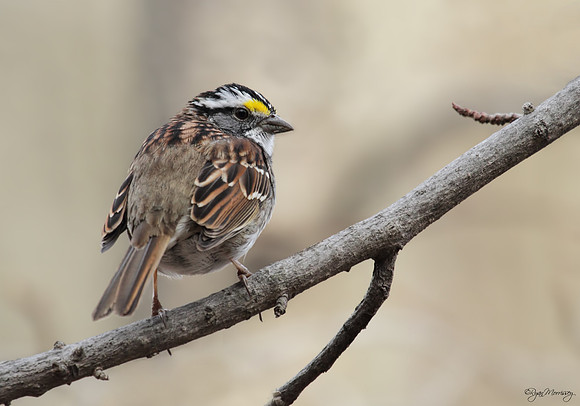 White Throated Sparrow