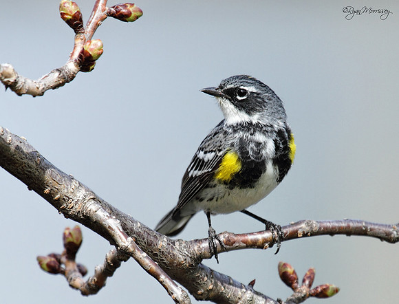 Yellow Rumped Warbler