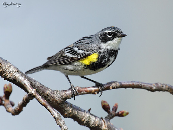 Yellow Rumped Warbler Profile
