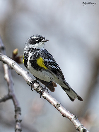 Yellow-Rumped Warbler