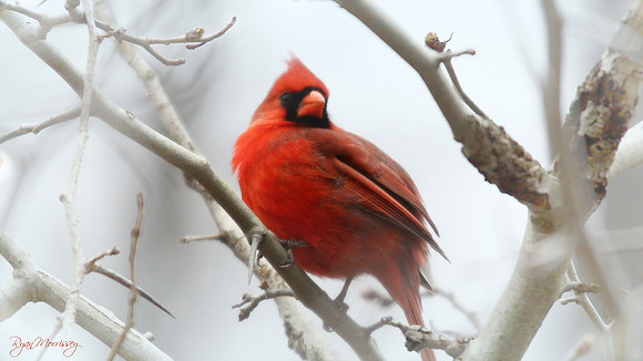White Washed Cardinal