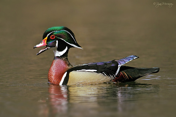 Wood Duck Drake