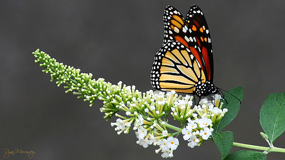 Monarch Butterfly