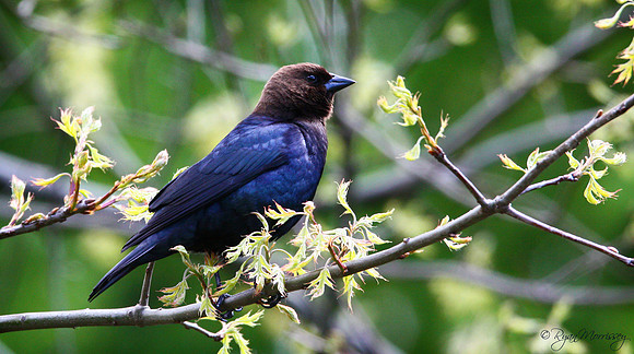 Cowbird