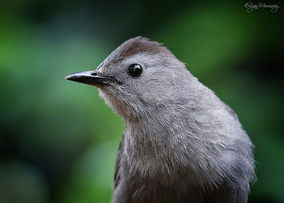 Catbird
