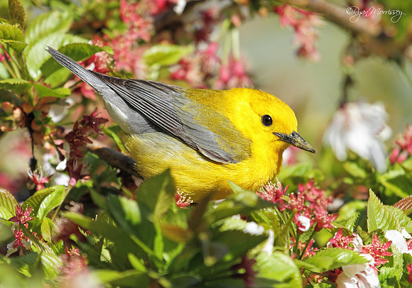 Prothonotary Warbler