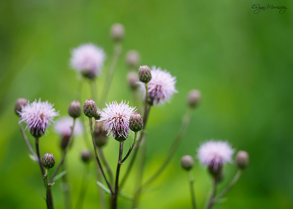 Thistle Dreams