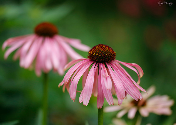 Coneflowers