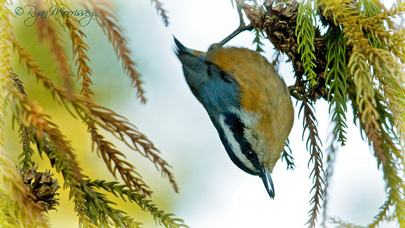 Red-Breasted Nuthatch