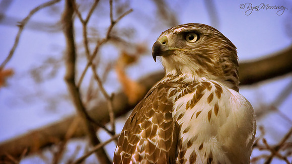 Red Tailed Hawk