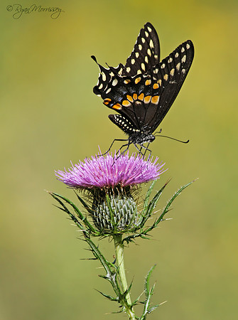 Black Swallowtail on Thistle Flower