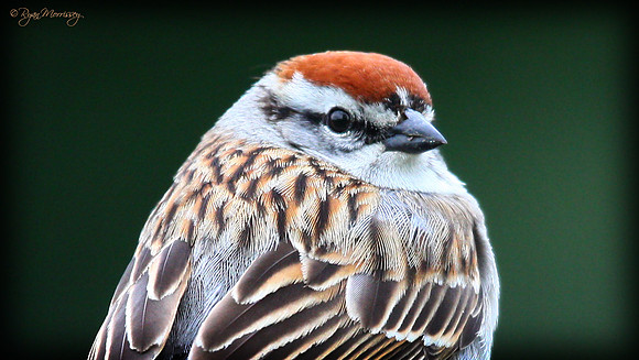 Chipping Sparrow Portrait