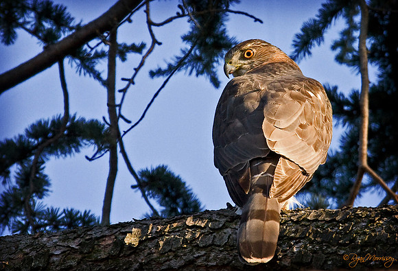 Sharp Shinned Hawk