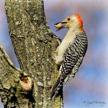 Red Bellied Woodpecker