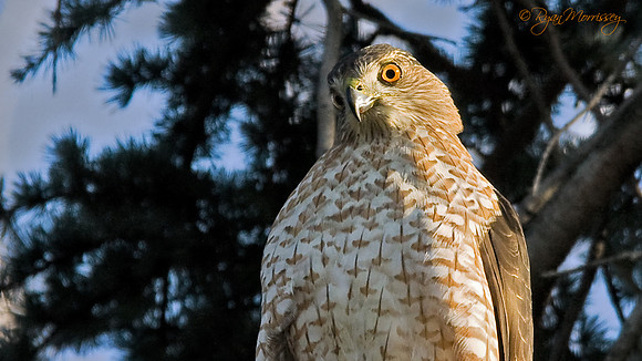 Sharp Shinned Hawk