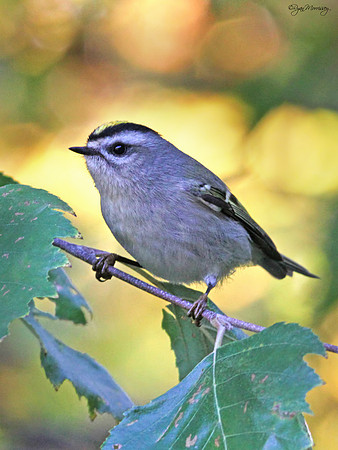 Golden Crowned Kinglet Bokeh