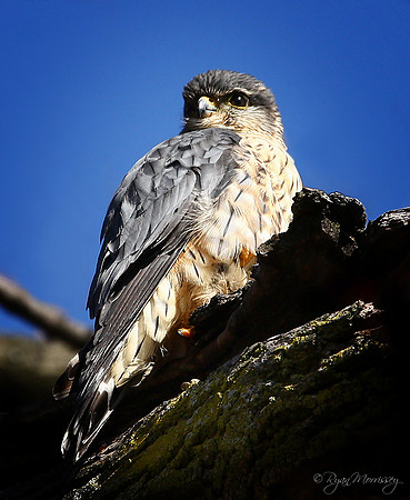 Merlin Falcon