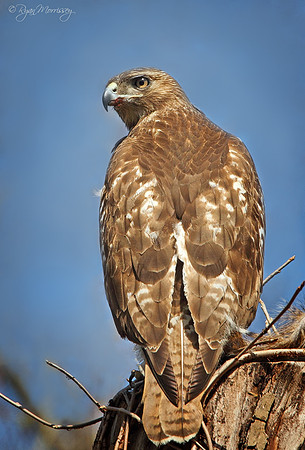 Red Tailed Hawk Portrait, Juvenile