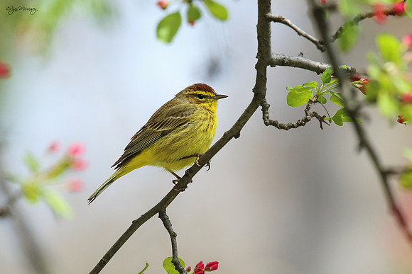 Palm Warbler