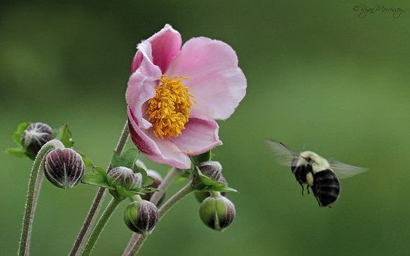 Bumble Bee
