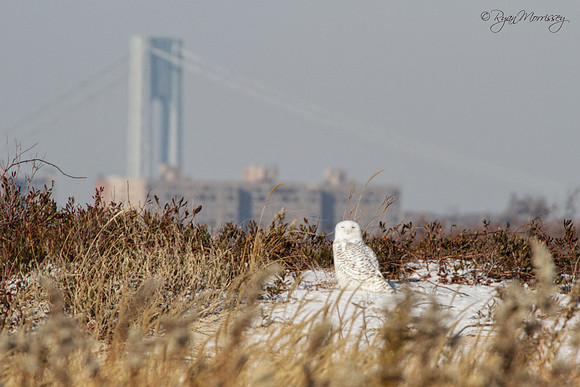 Snowy Owl Verrazano Bridge 1