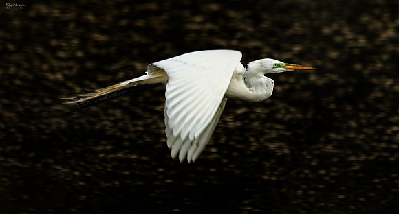 Flight of the Egret