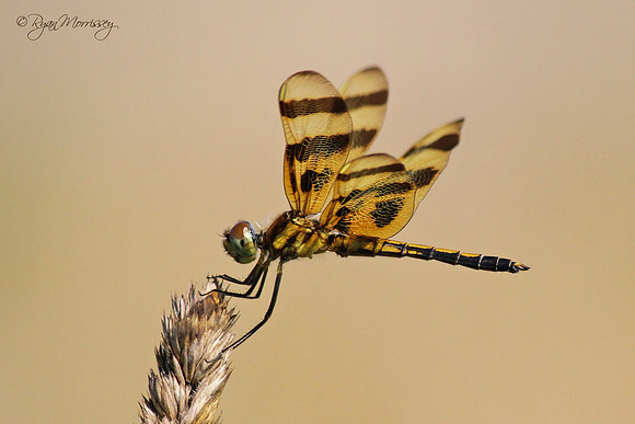 Halloween Pennant Dragonfly